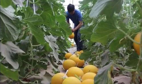 绿洲在哪里吃瓜,探寻最佳吃瓜胜地