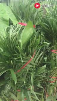 水仙花爆料视频大全最新,揭秘娱乐圈幕后真相