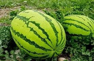 银川网红吃瓜事件,一场网络舆论的风暴与反思