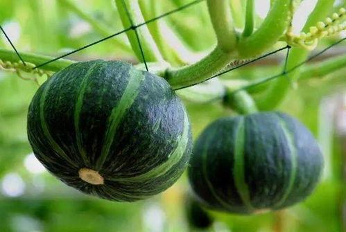 光山最近的吃瓜,揭秘当地热点事件背后的真相