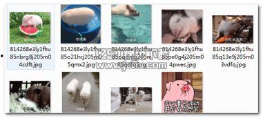 猪吃瓜表情包动态,瓜界萌宠的欢乐表情包大集合